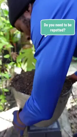 Do you need to be repotted? #monsterarepot #repotted #timetogrow 