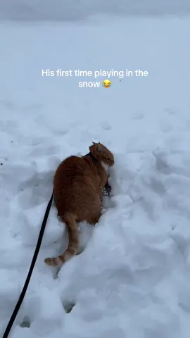 I give you: An orange cat discovering the snow 😂 #cat #fyp #catsoftiktok #cats #viral #lookatmyson 