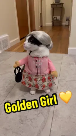 You’re a pal and a confidant. 💛 #goldengirls #rose #blanche #dorothy #sophia #sicile #catsoftiktok #adoptdontshop #dressupyourpetday #petcostume #catcostume #mustlovecats #shelterpet #catlover 