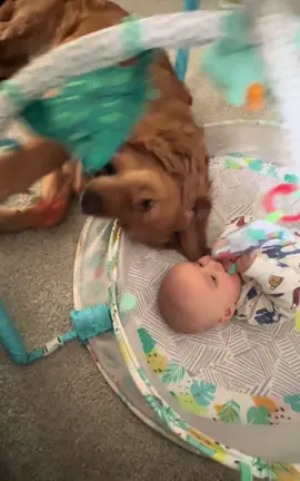Play date #bestfriend #dogsoftiktok #goldenretriever #doglife #doglover #babiesoftiktok #dogsandbabies #playtime #dogsoftiktok #tiktok #viral #viralvideo #fyp #cute #cutebaby 