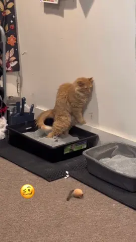 Special in her own way xxx #catsoftiktok #specialneedscat #funnymoments #lol 🎵:Cut You Off - @CHINCHILLA 🎶 (via @Freya & Auggie)