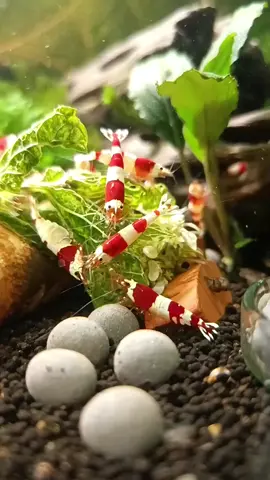 Red Bee PRL Garnelen in meiner Aquarium Zuchtanlage. 🦐🤠👍 #Aquarium #aquaristik #garnelen #caridina #zwerggarnelen #pet 