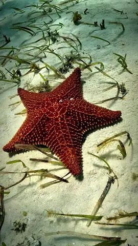 Found on the ocean floor, the vibrant starfish is a marvel of nature. Their stunning colors serve a purpose beyond aesthetics. Starfish come in various hues, from bright oranges to deep blues and purples. These colors act as a warning to potential predators, signaling their toxicity. A true wonder of the sea, starfish remind us of the incredible diversity and adaptations in marine life. 🌊🌟 . . 🇲🇽español  Encontrada en el fondo del océano, la estrella de mar vibrante es una maravilla de la naturaleza. Sus colores deslumbrantes tienen un propósito más allá de lo estético. Las estrellas de mar vienen en una variedad de tonos, desde naranjas brillantes hasta azules y morados profundos. Estos colores funcionan como una advertencia para posibles depredadores, señalando su toxicidad. Una verdadera maravilla del mar, las estrellas de mar nos recuerdan la increíble diversidad y adaptaciones en la vida marina. 🌊🌟 . . Camera: @gopro  Ambassador by @sdidivers  Location: Cozumel | Mexico  Filmed by Olaf Fischer @aquanauta_diver  . . #starfish #star #sealife #estrellademar #oceanlife #marinelife #ocean #scuba #scubadiving #diving #buceo #buceando #underwaterphotography 