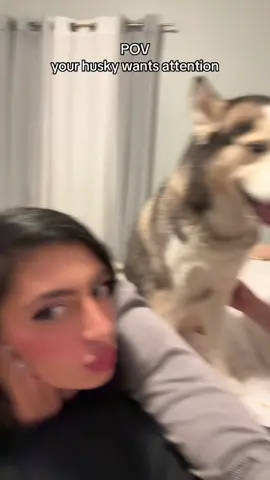 😂😂😂 #husky #siberianhusky #huskiesoftiktok #huskies #viral #huskyviral #fyp #foryou #foryoupage 