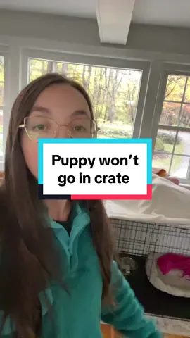 Crate Games No. 0.5 ✨ Crate Training Series sign-up in bio ✨ #cratetraining #cratetraining101 #cratetrain #puppytraining #DogTraining #puppytraining101 #puppyproblems #puppytiktok 