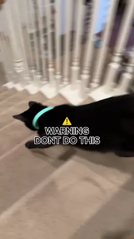 Instead, be attentive with them and let them catch a toy to end a game! #fypシ #viral #trending 
