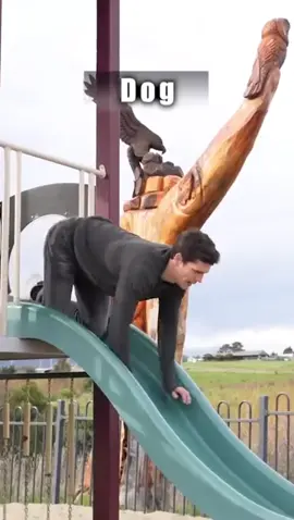 How animals go down a slide