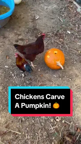 #halloween #fall #pumpkin #pumpkinseason #chickens 