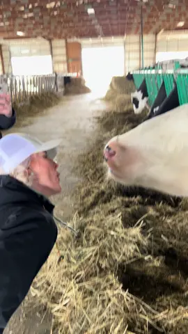 Tongued by a cow! #fyppppppppppppppppppppppp #viral #failarmy #foryou #funnyy #fail #cow #foryourpage 