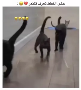 ##ياربي😂 #ضحك #مت_ضحك #اكسبلورexplore #لايك_like #fyp #تنمر #القطط #🤣 #😂 #😭 