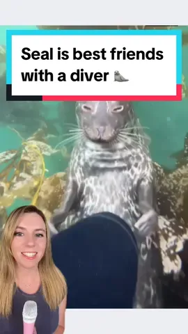 A diver in San Diego has become best friends with a seal named Mowgli. Michael Boyd is working to protect the ocean by cleaning up trash while he’s diving, and he hopes to make more people fall in love with the ocean (and adorable seals like Mowgli).  See more of this friendship here: @Michael Boyd 🦭  From Michael: If a seal comes up to you, never touch them or try to pet them. Seals are protected under the Marine Mammal Protection Act. Seals can and will bite. The encounter is on their terms. 📸 michaelboyyd #sealtok #seal #diving #sandiego #goodnews #positivecontent 