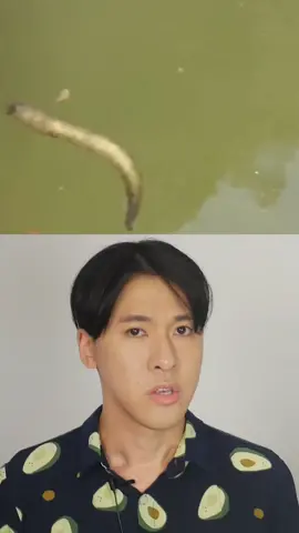 we need to talk about Naegleria fowleri and this brain eating amoeba. #bacteria #virus #creepy 