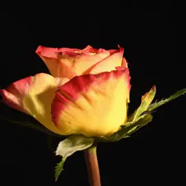 🌹 The Circle of Rose Life! 🌬 Watch as this rose gracefully twirls through its bloom and withers away in a mesmerizing time-lapse. Nature's dance from vitality to tranquility! 🌿📸 #rose #timelapse #circleoflife #nature 