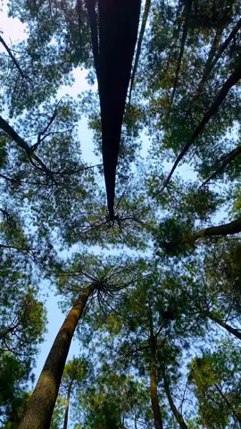 Senang dan tenang.🌿 #hutan  #alam #hutanpinus #nature #forest #pineforest #naturelover #outdoorlife #beautifulnature #exploreoutdoors #trees #greennature #wilderness #naturephotography #getoutside #forestwalk #forestvibes #pinetrees #peacefulnature 