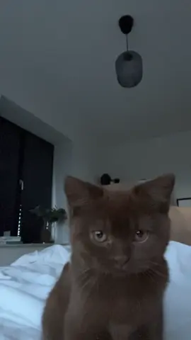 Sound on🥹  #britishshorthair #chocolatbritishcat #catsoftiktok #kittensoftiktok #fyp #animalsoftiktok #cuteanimals #browncat #browneyes #lovelycat #sleepycat 