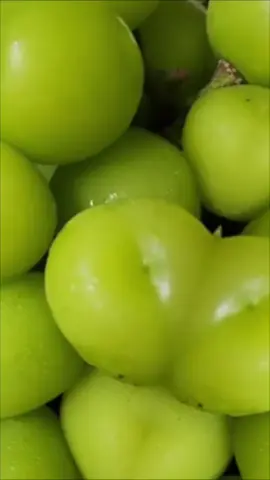 Anggur Shine Muscat🍇#buahlangka #buahbuahan #malangraya #buahsegar 