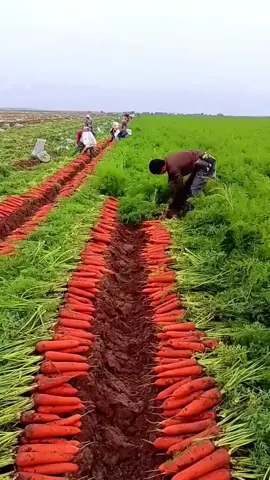 Carrots harvesting time.f248