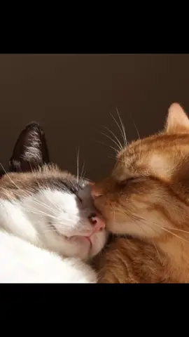 Cutie😽 .  #fypシ #fyp #catselfie #catcouple 