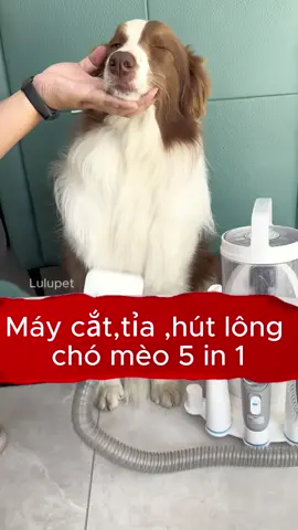 Máy cắt tỉa hút lông chó mèo 5in1 nè ba mẹ ơi tiện lợi lắm luôn#LearnOnTikTok#cattialongchomeo#cattialongchothucung#lulupet21#lulupespa#muataitiktok #tiktokshop