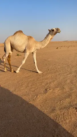 # نواف ضبيب #اكسبلور #اكسبلور 