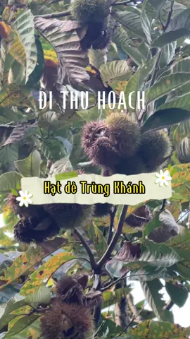Cuối mùa rồi mới đăng video đi nhặt hạt dẻ. Ai thích trải nghiệm này đi mau mau đi nha #caobang #reviewcaobang #dulichcaobang 