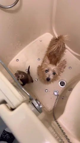 Best friends forever 😊 #ferret #dog #bath #friends 