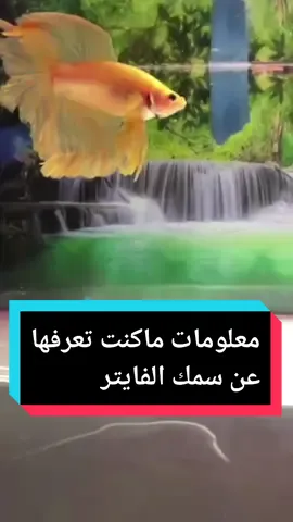 معلومات لم تكن تعرفها عن الفايتر فيش .. #فايتر #فايتر_فيش #سمك #أسماك #سمكة_الفايتر #بيتا #حيوانات #حيوانات_اليفه #اسماك_زينة 