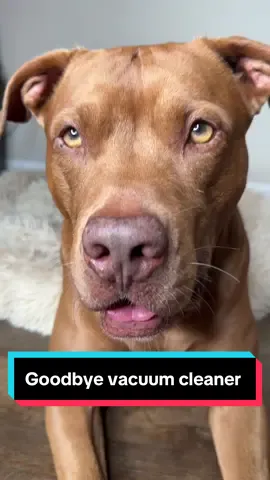 #pitbull #comedy #dogsoftiktok #fyp 