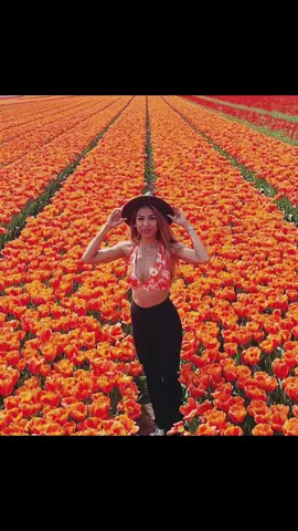 #tulipfarm #tulipfarm🌷🌷 #newzealand #queenstown #queenstownnewzealand #southislandnz #tulip 