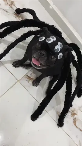 Boo!🕷️✨tanaraña✨ #pug #halloweencostume #perros #disfraz 