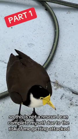 Part 1- I arrived at work this morning to find what I thought was a plover sitting on her eggs at my back door, which wasn’t ideal, but as it turned out, I could hear little chirping and as she removed herself, I can see that the little chicks were down the drain. #plover #foryou #australianbirdcams #rescue #fyp 