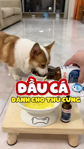 Mùa rụng lông của các boss sắp đến rồi, dùng dầu cá để dưỡng lại lông cho các boss nào các sen #daucahoichothucung #lovedog#cutedog #doglover #puppy #pets #abcxyz #fyp 