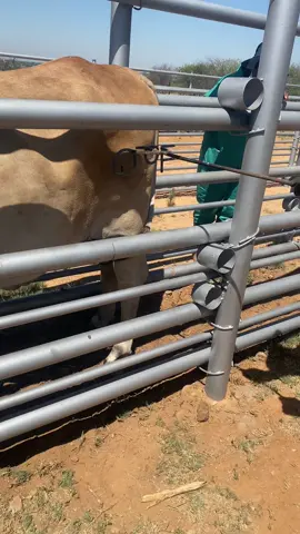 Brand marking🙂#brandmarking#agriculture #fypシ゚viral #animalproduction 