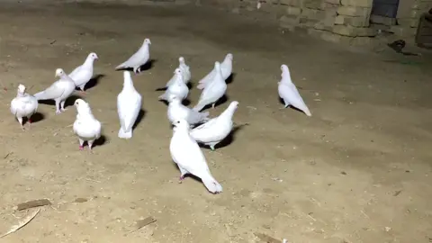 #ارافل_الشطره #ارافل_العراق #الشعب_الصيني_ماله_حل😂 #العراق #جنايه_ الرافل –الناصرية 