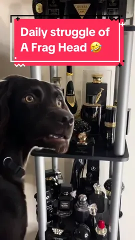 Its really not as hard as it seems 🤣 I feel like a kid in a candy store! #perfumecollection #perfumelover #fraghead #fragcomn #fragrancecommunity #perfumetok #perfumetiktok #fragrancetiktok 