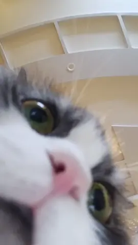 ما ينفعش تبص في تلفون غييرك ✨😭 #فندقه قطط