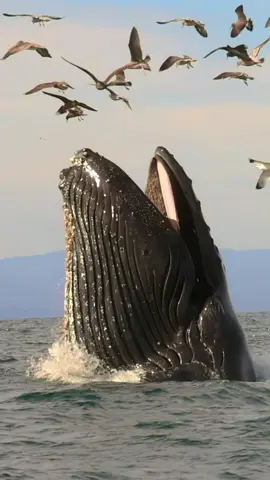 🐳Book now using link in bio🎉 #whalewatching #whale #tail #humpbackwhale #breach #jump #fly #low #news #media #lunges #wildlife #montereycalifornia #coast #cali #sun #fun 