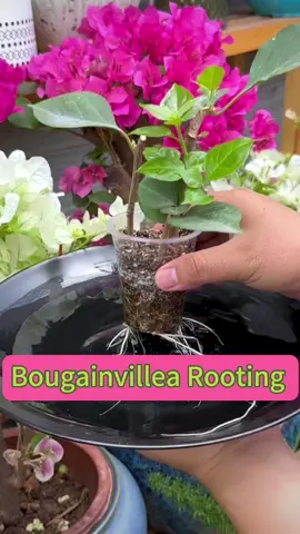 #beautifulflowers #gardendesign #grafting #rooting #gardeningtips #plant #creativeideas #bonsai #landscape #pruning #prettyflowers #wabisabigarden #gardenersoftiktok #plantlover #smallgardendesigns #gardeninghacks #gardening #flowerlovers #naturevibes 
