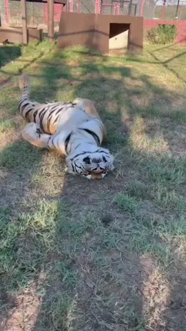 Lucu Harimau tidur dengan cara terlentang kaya kucing
