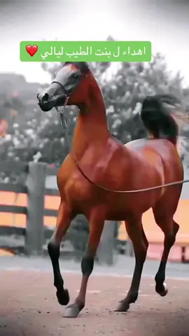 الف شكر على الاهداء 🥺❤️