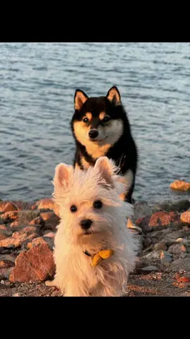 “出去玩”是打破情绪稳定的神奇咒语 #littlemanyu #dogsofttiktok #cute #shiba #shibainu 