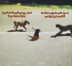 #viral #اكسبلورexplore 