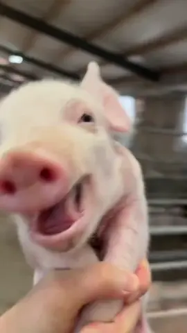 #heoheo18t #Meme heo cười 😄