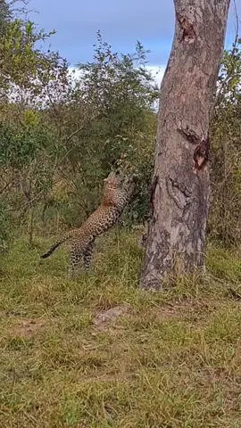 Leopards have epic parkour battle! #tingedby @MalaMala Game Reserve 