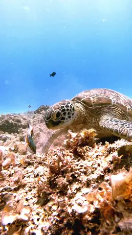 Sea Turtle #fyp #fun #funny
 #natgeowild #oceanlife #scubadiving #ocean #blueplanet #gopro #marinelife 