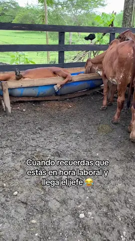 Cuando en Caucasia hace buen clima 😂😂 #caucasia #brahman #brahmanpuro #fyp #colombia #cebu #parati #foryou #geneticabovina #embriones #fiv #mejoramientogenetico #campocolombiano #pereza #sueños #octubre #siesta 