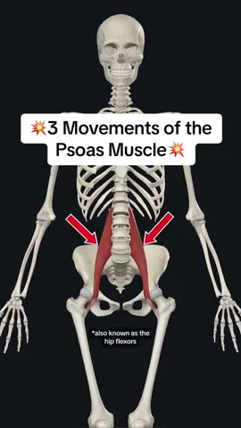 💥Psoas (Hip Flexors)💥 . The Psoas attaches to the transverse processes of L1-L5 vertebrae, vertebral bodies of T12-L5 vertebrae, and adjacent intervertebral discs. It runs anterior and inferior to the lesser trochanter of femur. . Action: Flexes thigh at hip joint; flexes trunk. It can also help with lateral flexion (Sidebending) . The Psoas gets its nerve supply from the L1-L3. . Arterial Supply: Lumbar arteries, lumbar branch of iliolumbar artery, obturator, external iliac, and femoral arteries. . Save and share this video if you found it helpful! . #lowbackpain #lowbackpainrelief #psoas #psoasstretch #hipflexors #hipflexorstretch #hipflexorstrength #psoasrelease #osteopathy #osteopath #btosteopathy #painrelief #hippain #hippainrelief #anatony #functionalanatomy #nervoussystem 