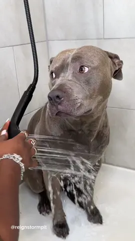 🧼🫧🐾 dog bath routine with deshedding and moisturizing with organic coconut oil and raw shea butter  #foryou #foryoupage #dogsoftiktok #dogbath #doggrooming #bath #dogcare #asmr #asmrsounds #satisfying #pitbull #viral  Stop Shedding , Shedding In Dogs, Dog Baths , Dog Grooming , Dog Bath Routine 