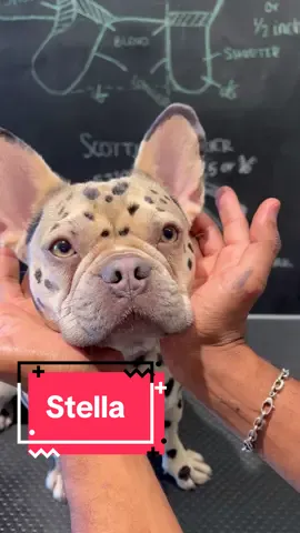 Stella always look so wise 🧝‍♀️  #cutedog #frenchie #leopard