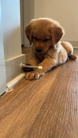 Welcome to my life 🐾 8 week old golden retriever puppy 💙 #goldenretrieverlife #goldenretrieverlifepuppy #goldenretrieverlifepupp #goldenretrieverlifestyle #goldenretrieverlife🐶💙 #goldenretrieverlife😍 #goldenretrieverpuppy #8weeksoldpuppy #puppylife #puppylove #puppytiktok #goldenretrievertiktok #goldenretrievertoday #goldenretrievertraining #goldenretrieverpuppies #goldenretrieverpup #goldenretrieverpuppylife #goldenretrieverfunny 